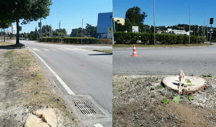 Autarquia iniciou abate de árvores em Braga