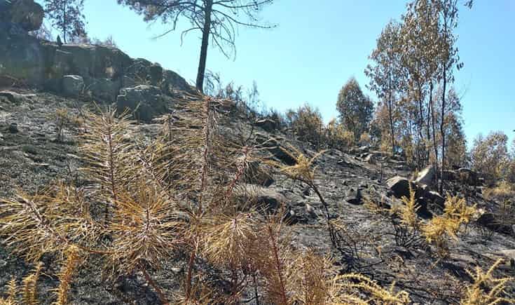 Incêndio deflagrou este domingo no Sameiro em Braga