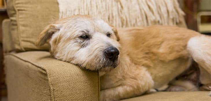 "SOS BragAdoção" apela à generosidade de famílias para acolher cães