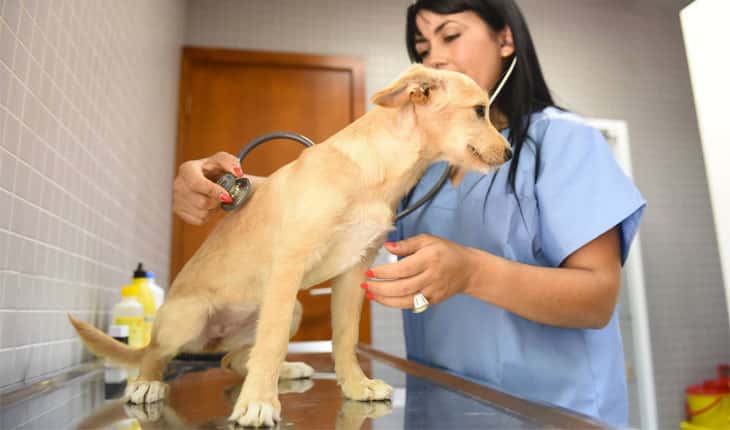 Município de Braga apoia esterilização de cães e gatos