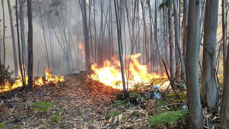 Braga. Incêndio em Pedralva mobiliza 34 bombeiros e 2 meios aéreos.