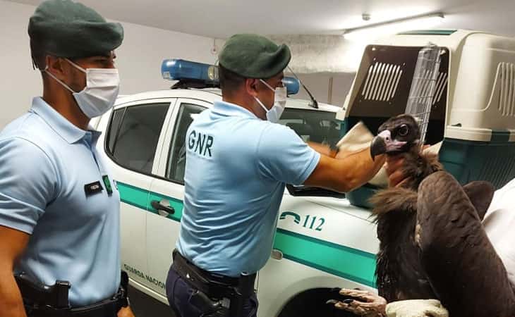 GNR recupera abutre negro