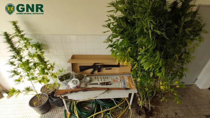 GNR detém homem de 38 anos por cultivo de cannabis em Vieira do Minho