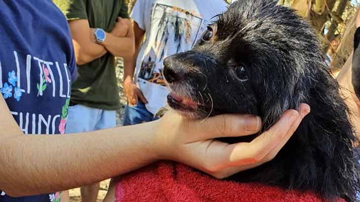 PAN quer criar unidade de salvação e resgate animal