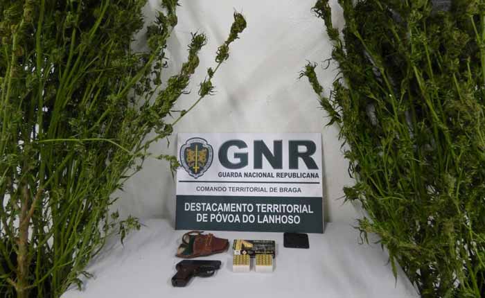 Homem de 80 anos apanhado em Vieira do Minho com plantas de canábis em casa