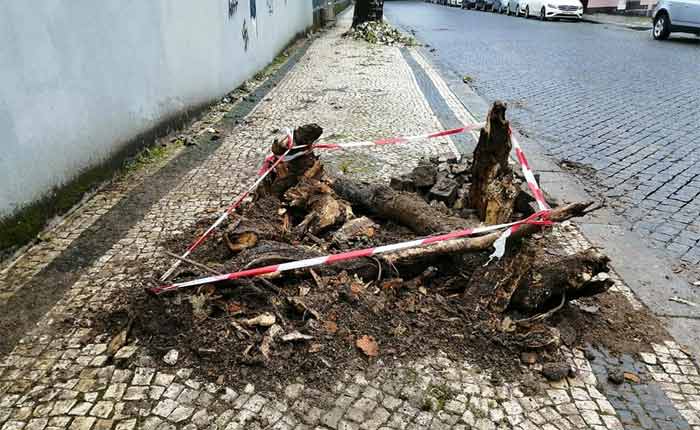PAN questiona Câmara Municipal sobre os abates de árvores em Braga