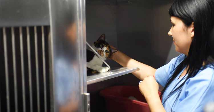 Mais de 1514 animais apoiados em Braga através de protocolo social
