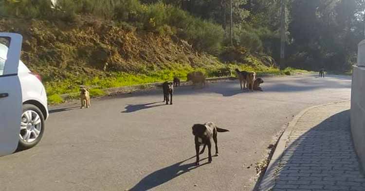 PAN Braga questiona Câmara de Cabeceiras de Basto sobre políticas de bem-estar animal