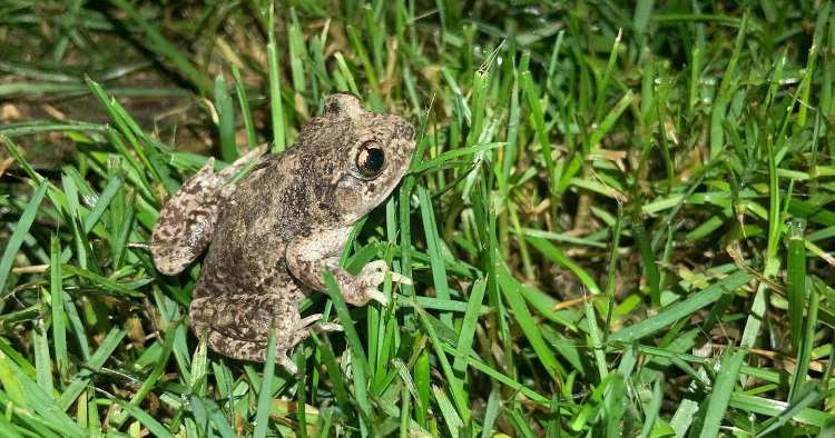 Braga: Jardim Urbano de São Victor com vasta biodiversidade