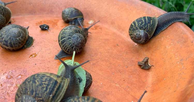 Braga: Jardim Urbano de São Victor com vasta biodiversidade