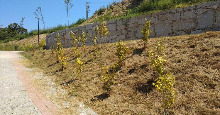 Braga: Árvores do novo Parque das Camélias estão a morrer