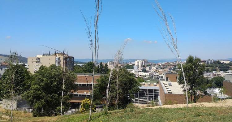 Braga: Árvores do novo Parque das Camélias estão a morrer