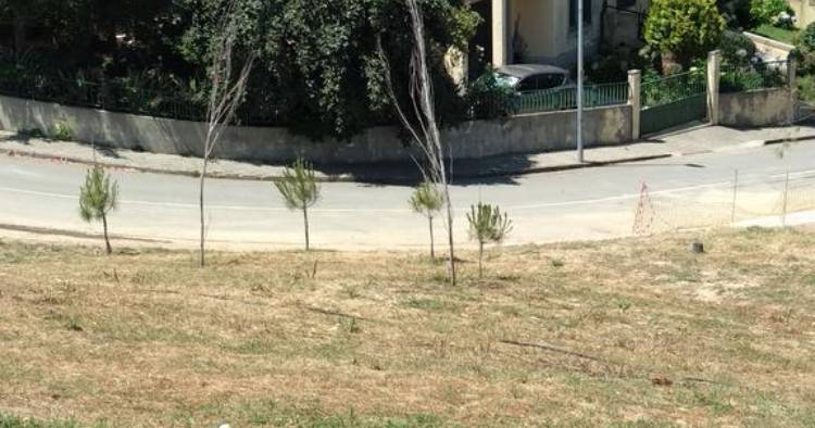 Braga: Árvores do novo Parque das Camélias estão a morrer