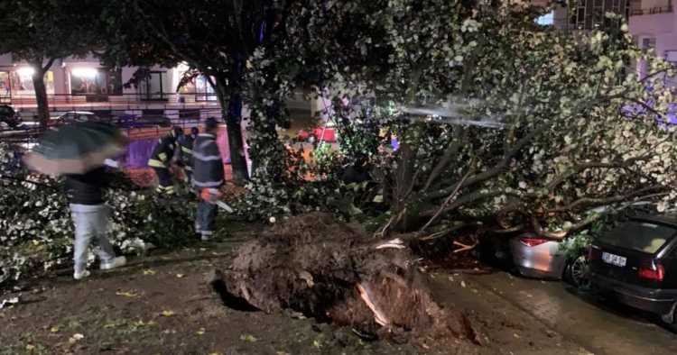 Queda de árvore atinge seis viaturas em Braga