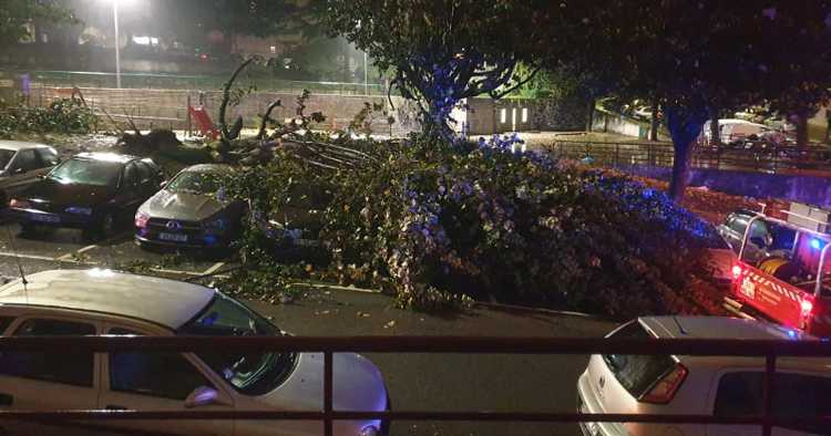Queda de árvore atinge seis viaturas em Braga