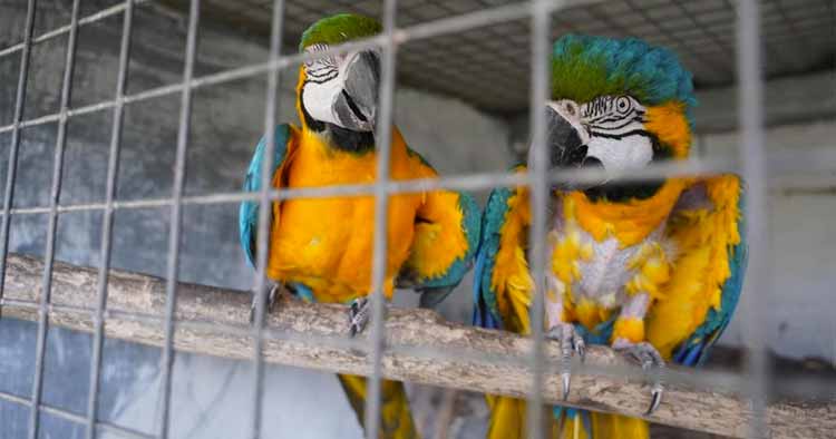 Homem identificado pela GNR em Esposende por posse ilegal de várias aves