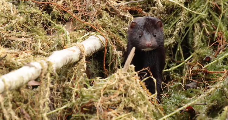 Fotógrafo cria vídeo com imagens incríveis de animais em Braga e Peneda-Gerês
