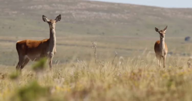 Fotógrafo cria vídeo com imagens incríveis de animais em Braga e Peneda-Gerês