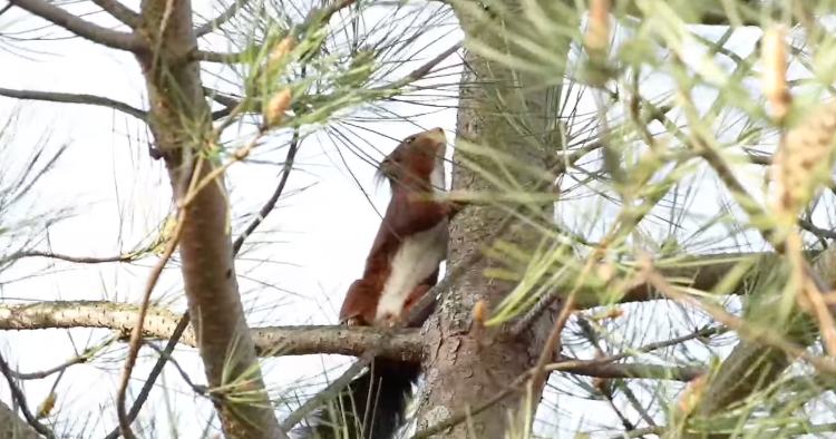 Fotógrafo cria vídeo com imagens incríveis de animais em Braga e Peneda-Gerês