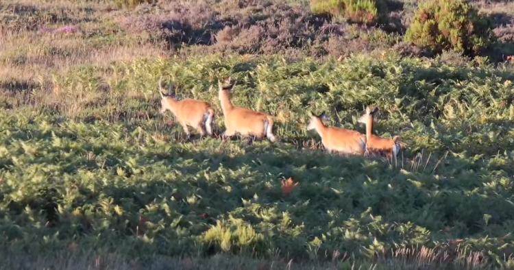 Fotógrafo cria vídeo com imagens incríveis de animais em Braga e Peneda-Gerês