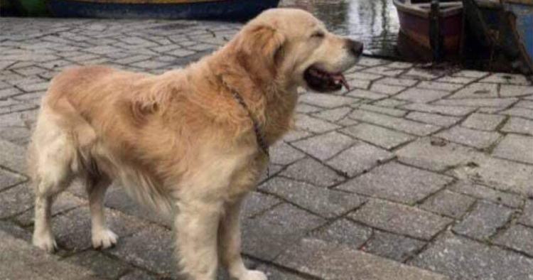 Dono de cão desaparecido em Braga dá recompensa a quem encontrá-lo