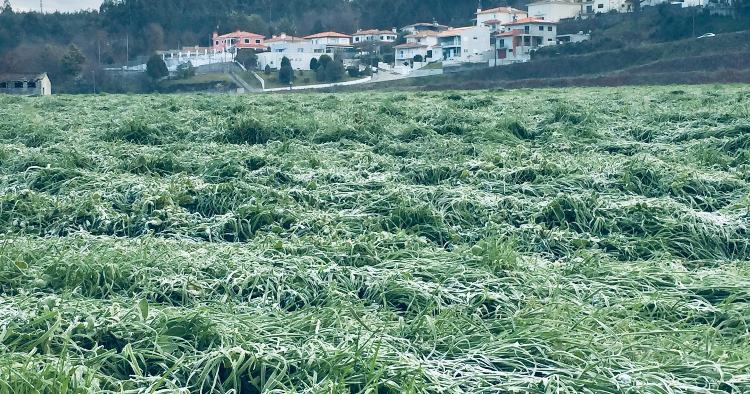 Braga acordou com mantos de geada em vários locais do concelho