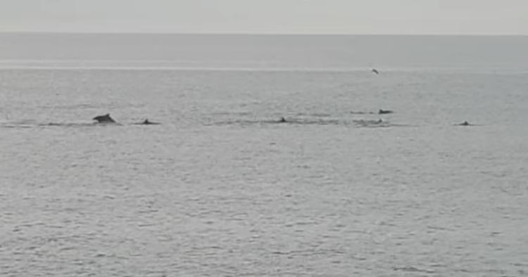 Grupo de golfinhos avistado na costa da Póvoa de Varzim