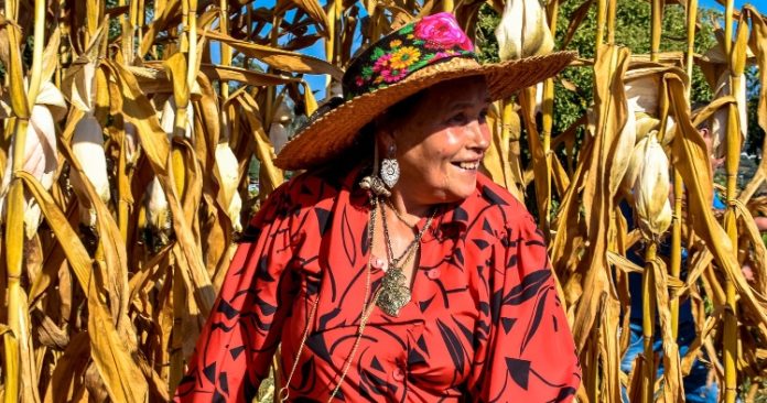 festa das colheitas