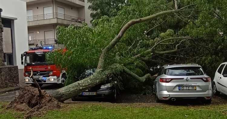 Árvore de grande porte cai e danifica carros em Braga