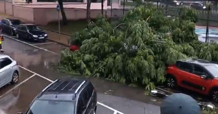 Árvore cai e atinge poste de eletricidade em Braga