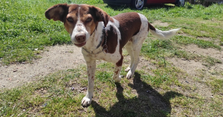 Esta cadela está desaparecida em Barcelos
