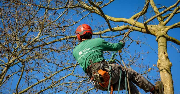 Barcelos procede à poda de 300 árvores