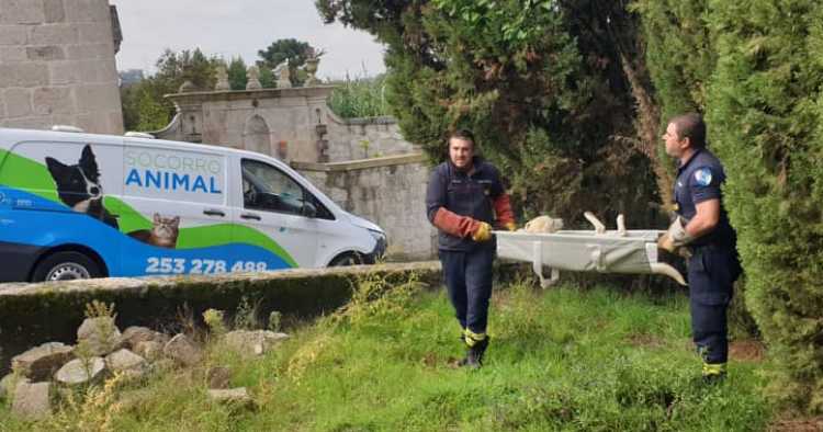 Bombeiros Sapadores de Braga socorreram 328 animais em 2022