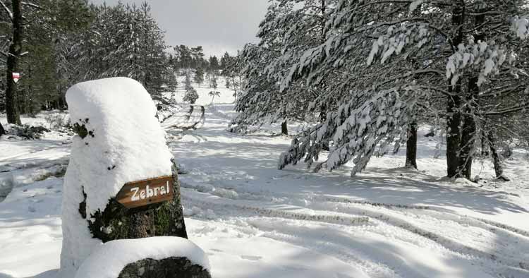 Neve deixou Serra da Cabreira em Vieira do Minho com cenário digno de postal