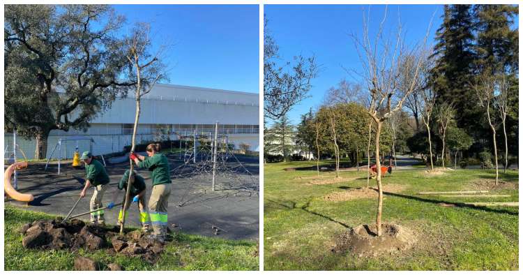 Braga planta 40 árvores no Parque da Ponte