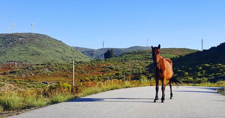 Vieira do Minho organiza evento dedicado ao Cavalo Garrano