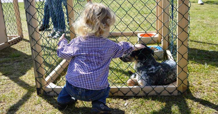 Esposende organiza Feira de Adoção Animal