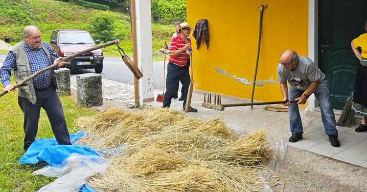 Seniores de Vieira do Minho recriam tradicional malhada de centeio