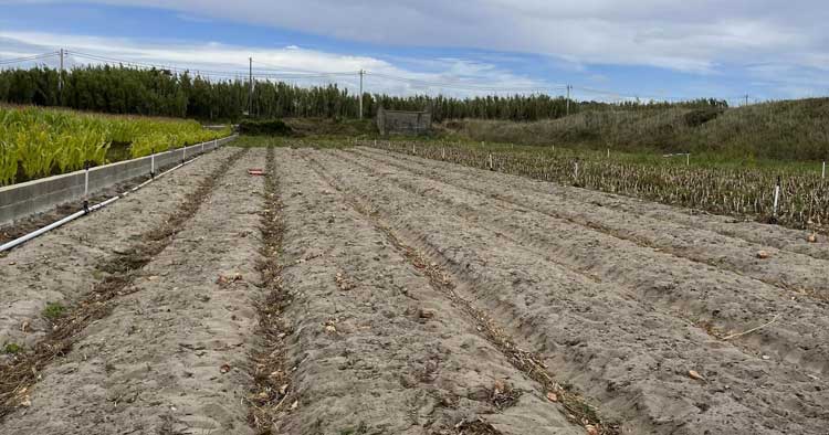 Furtam três toneladas de cebola de terreno agrícola em Esposende