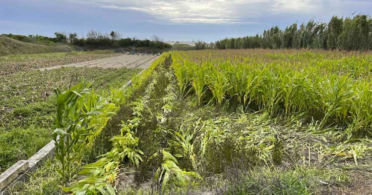 Furtam três toneladas de cebola de terreno agrícola em Esposende
