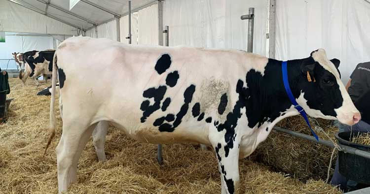 Está aí a 57.ª edição da AGRO. Certame decorre até domingo no Forum Braga