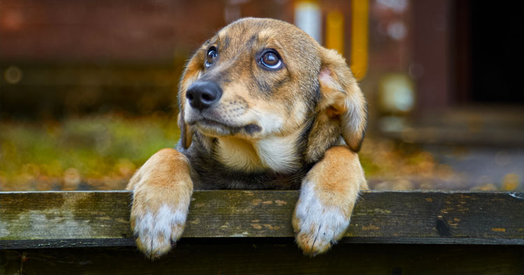 Associação de Vila Verde organiza gala solidária para ajudar animais de rua