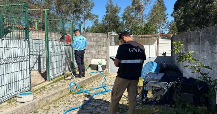 GNR faz buscas em Braga por suspeita de crimes de exportação de cães para o estrangeiro