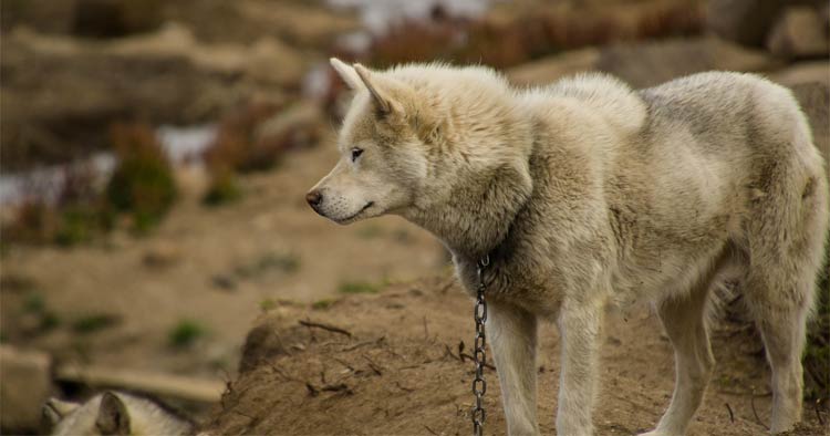PAN Famalicão promove conversa sobre bem-estar animal