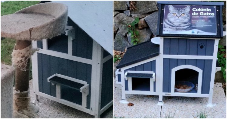 Casa de abrigo para gatos furtada em Braga