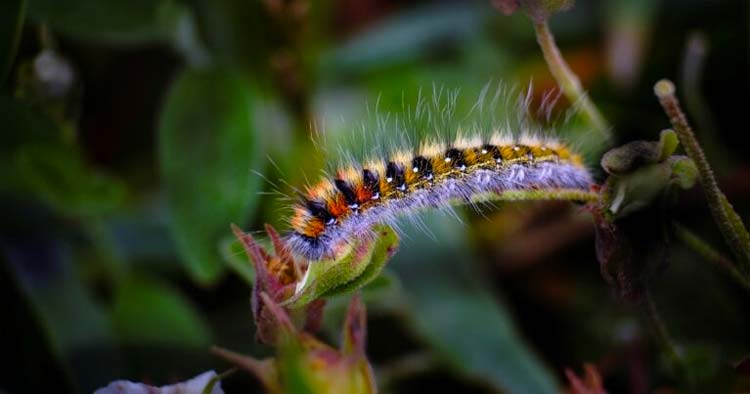 Fotografias do Parque Natural Litoral Norte estão em votação até 15 de julho