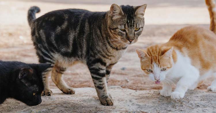Barcelos implementa programa de esterilização de gatos errantes