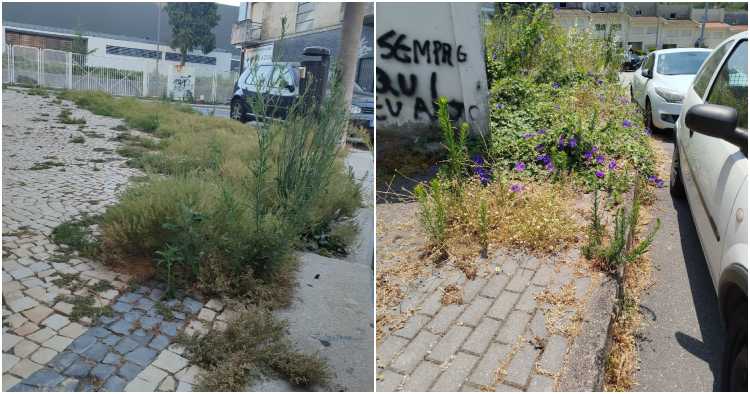 Ervas “inundam” passeios em Braga