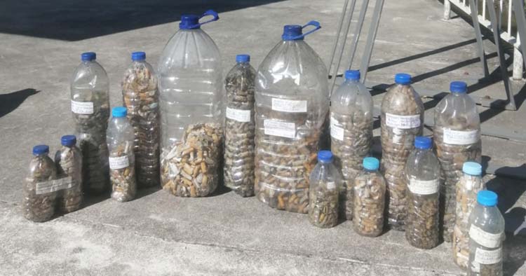 8.772 beatas de cigarro recolhidas em Amares e Terras de Bouro vão ser transformadas em estrutura construtiva