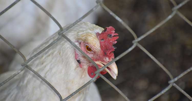 PAN Famalicão vai debater condições dos animais da indústria pecuária